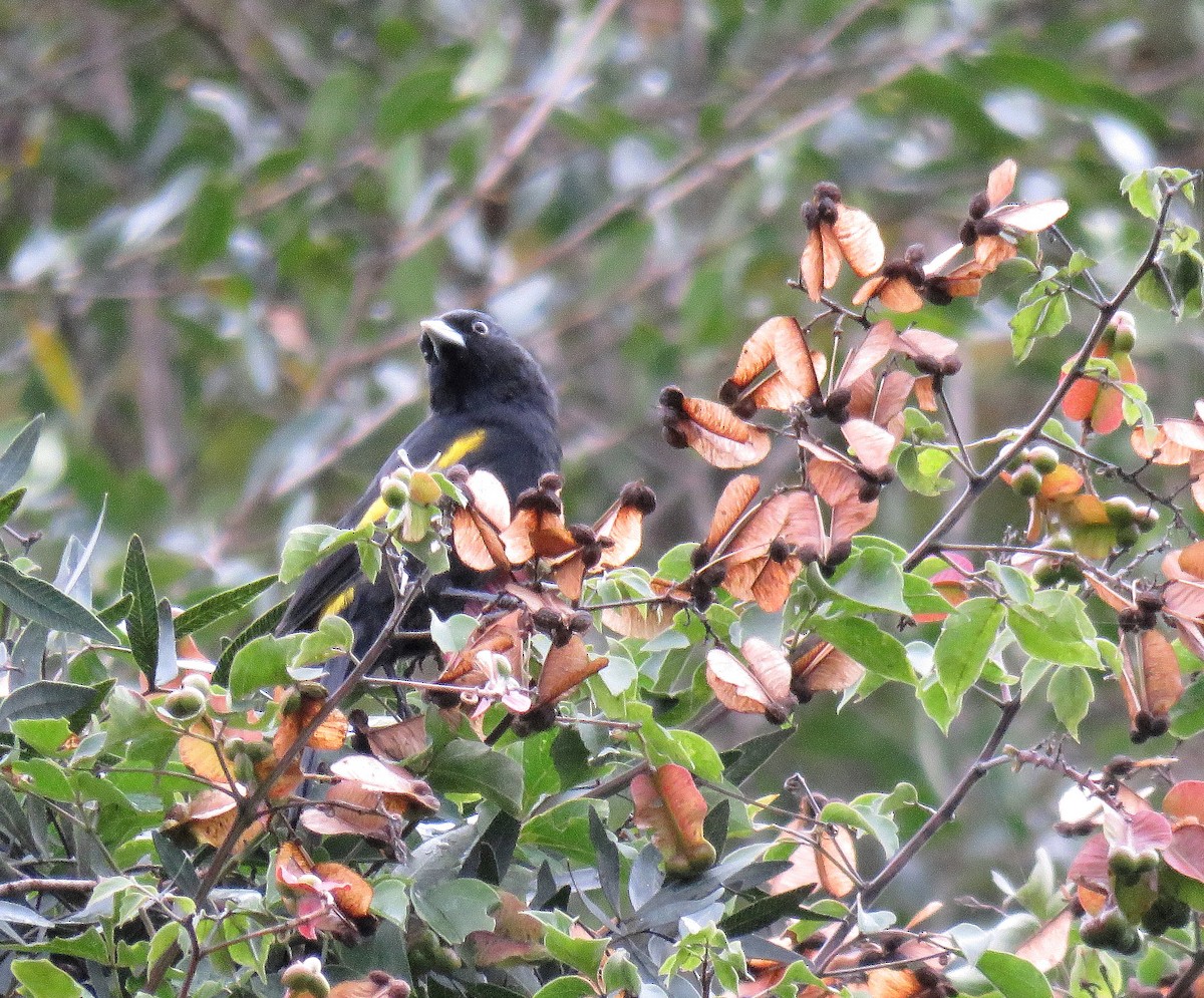 Golden-winged Cacique - Marcelo  Zanotti