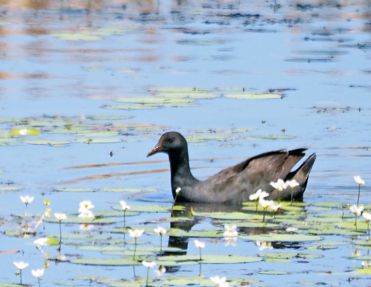 Dusky Moorhen - Steve Law