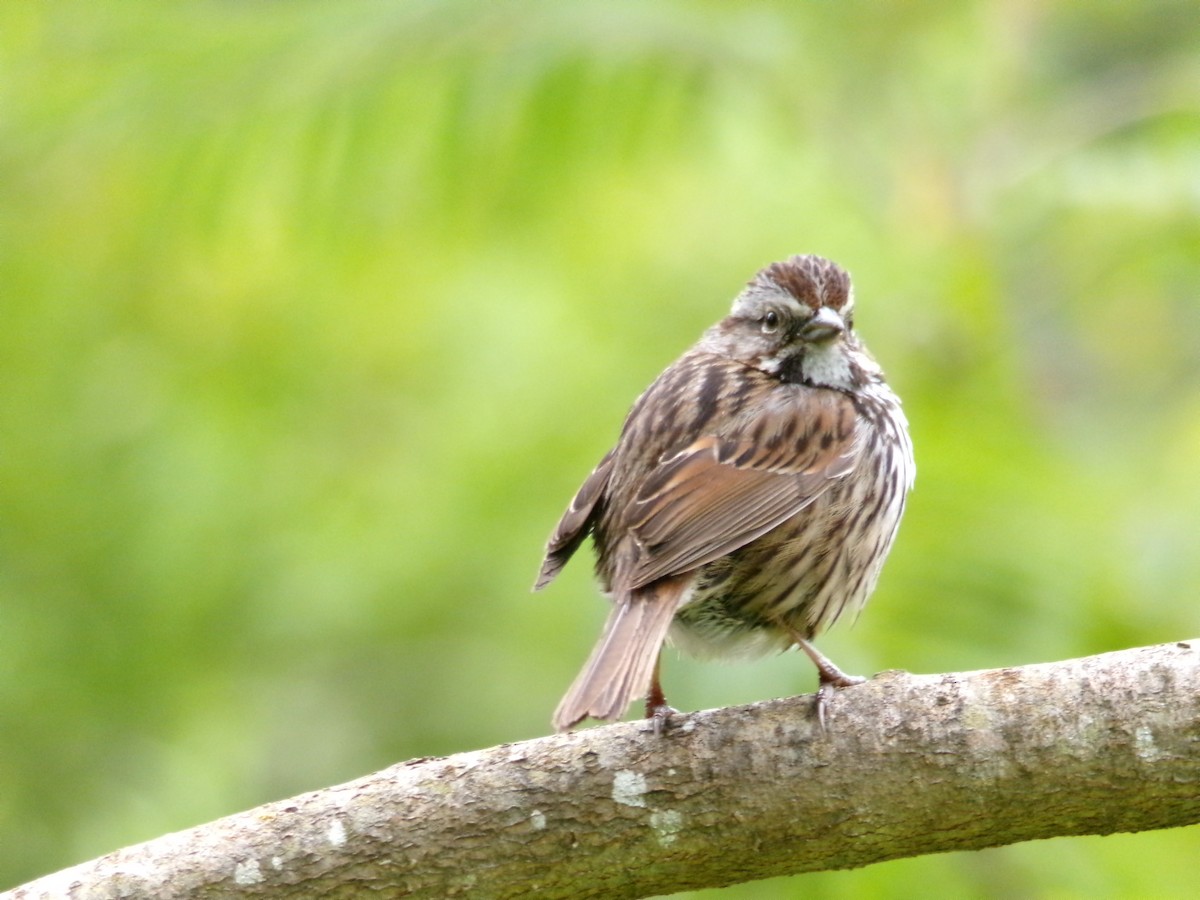 Song Sparrow - ML619061329