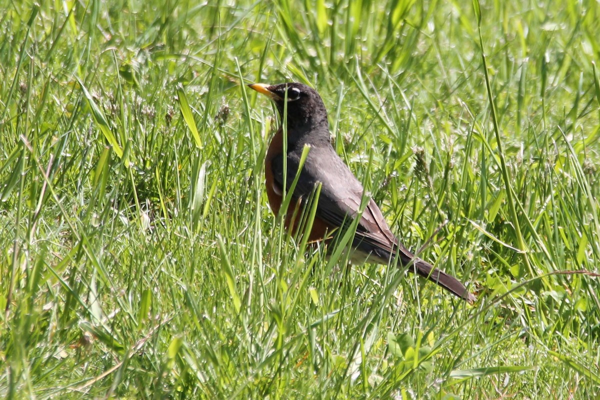 American Robin - Martha Huestis