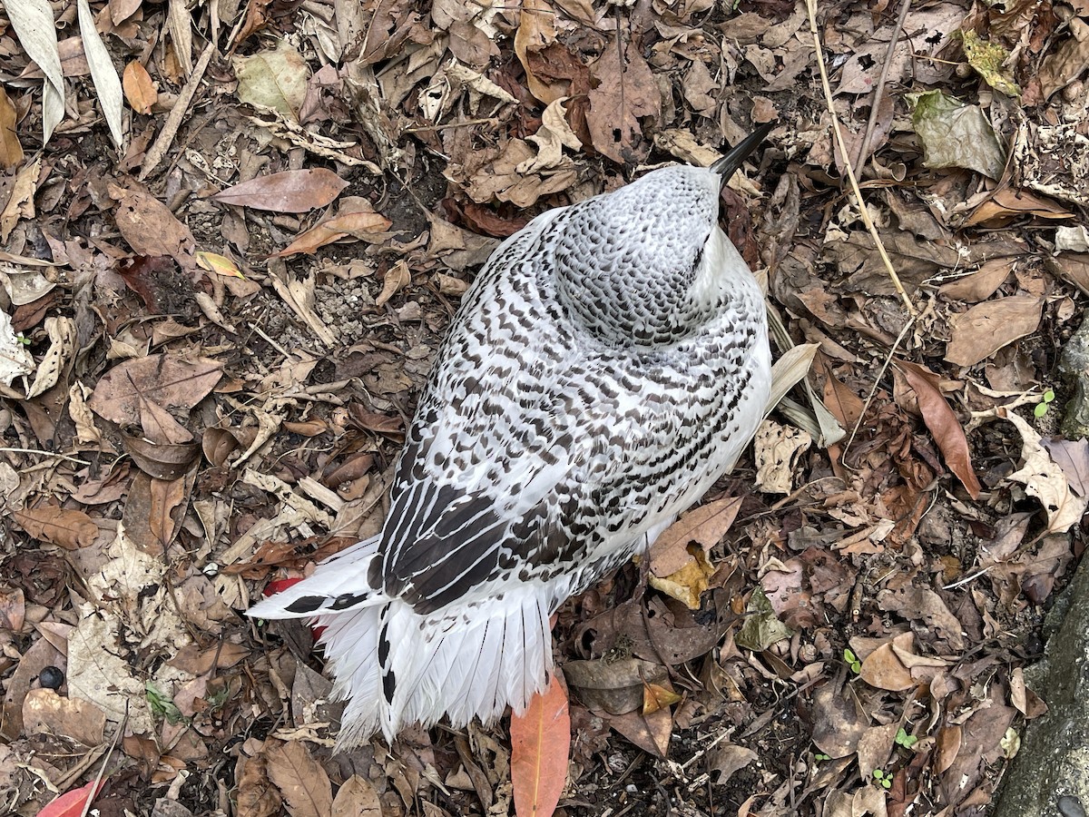 Red-tailed Tropicbird - ML619061349