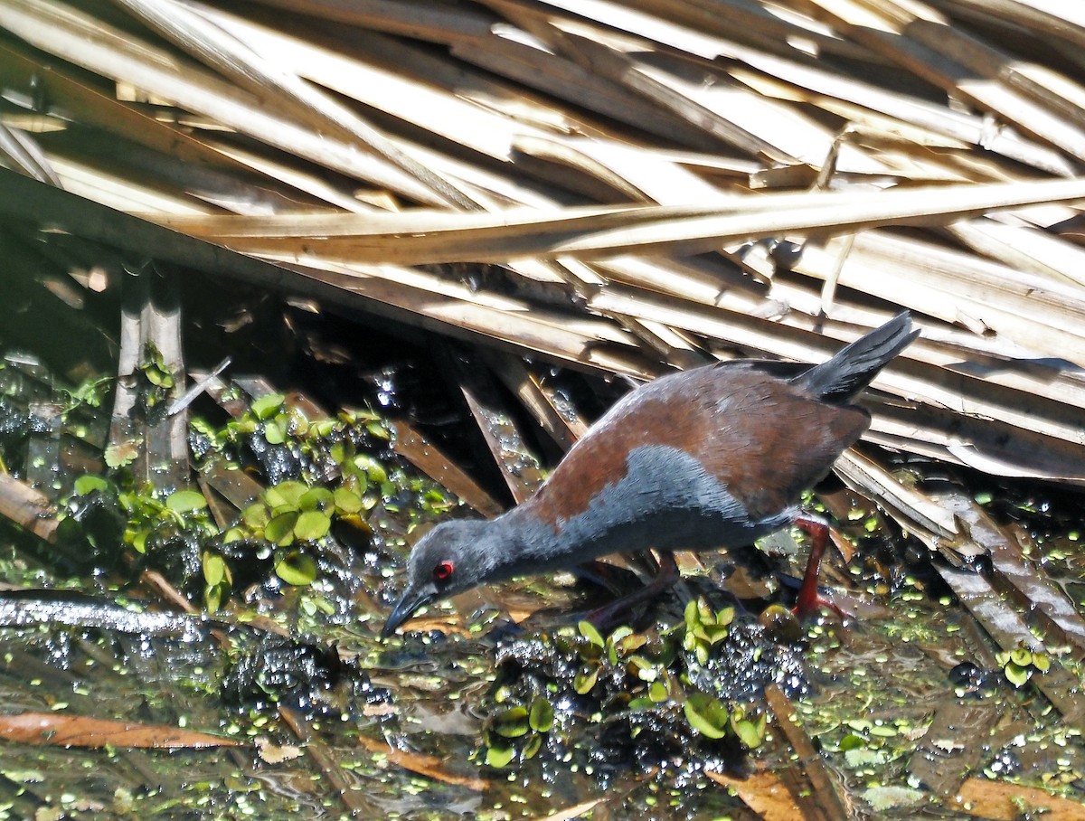 Spotless Crake - Steve Law