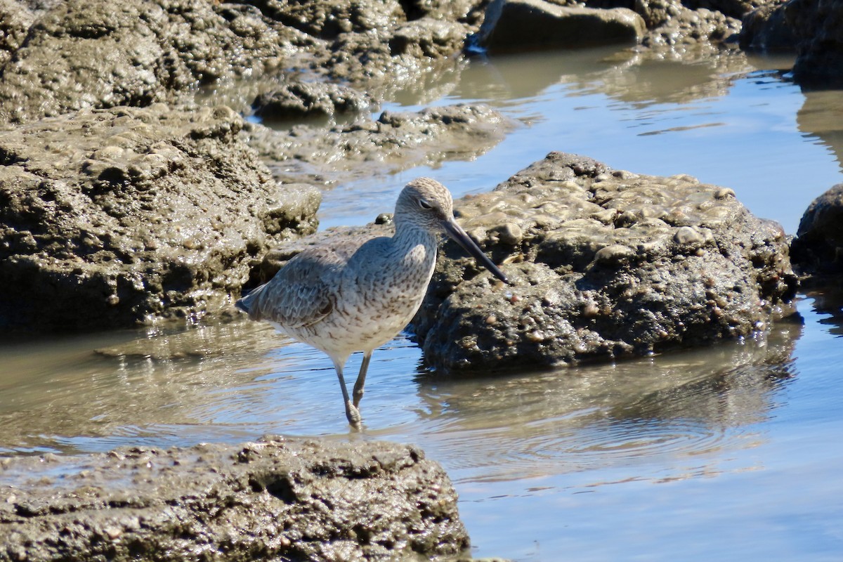 Willet - ML619061400