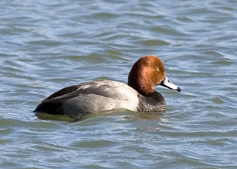 Redhead - Rachel Holzman