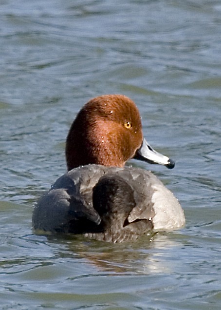 Redhead - ML619061413