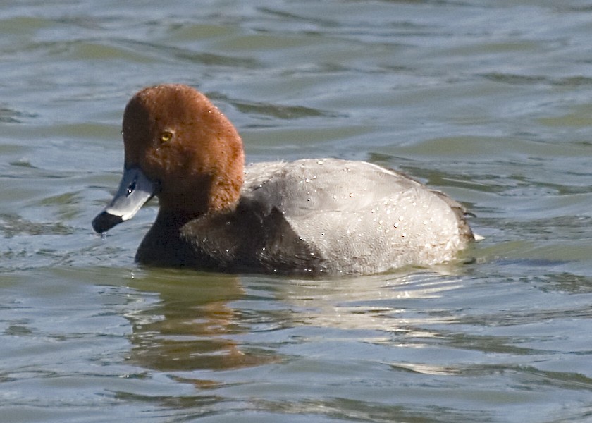 Redhead - Rachel Holzman