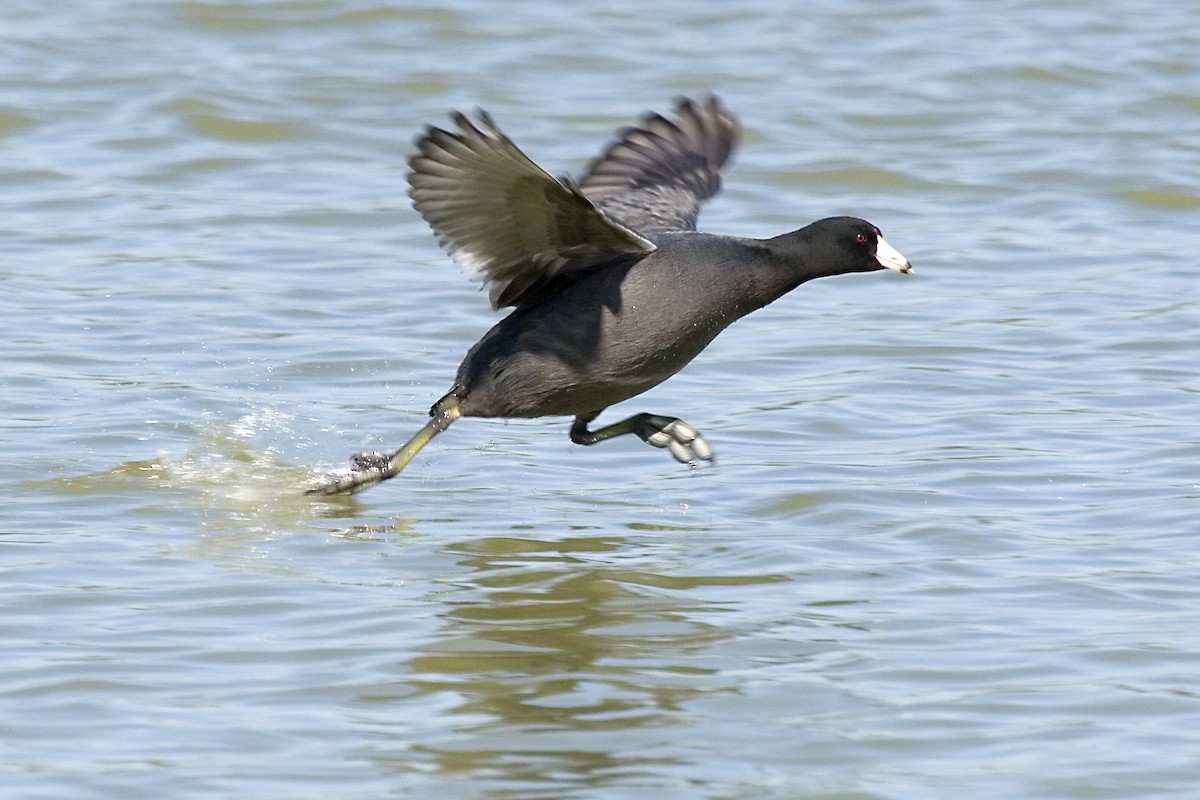 American Coot (Red-shielded) - Rachel Holzman