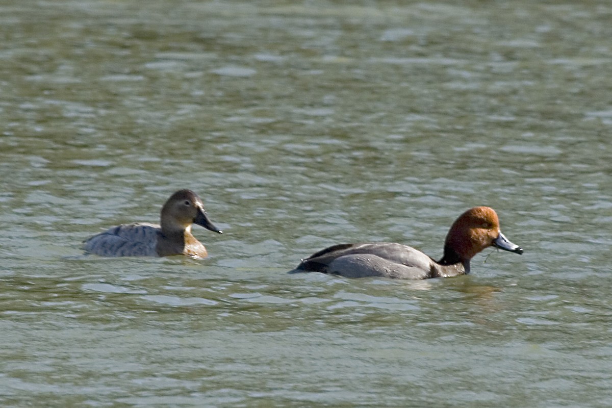 Canvasback - ML619061427