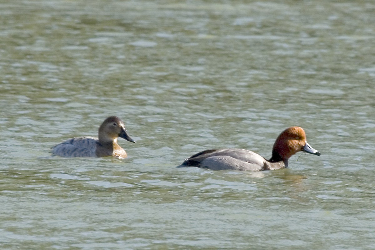 Canvasback - ML619061428