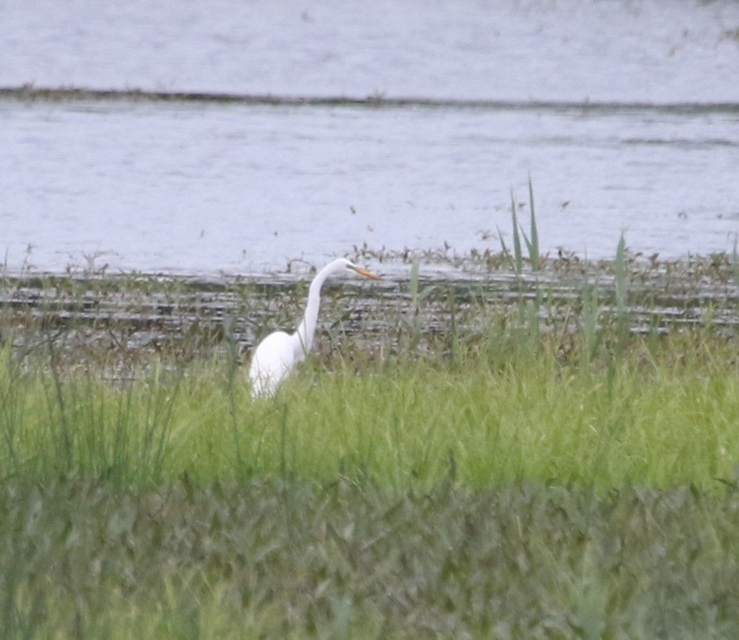 Great Egret - Karen Miller