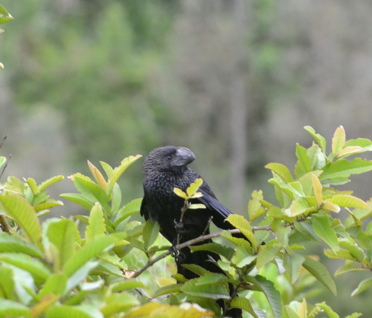 Smooth-billed Ani - ML619061435