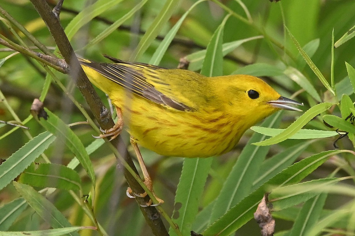 Yellow Warbler - Troy Hibbitts