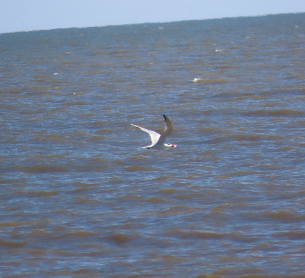 Royal Tern - ML619061458