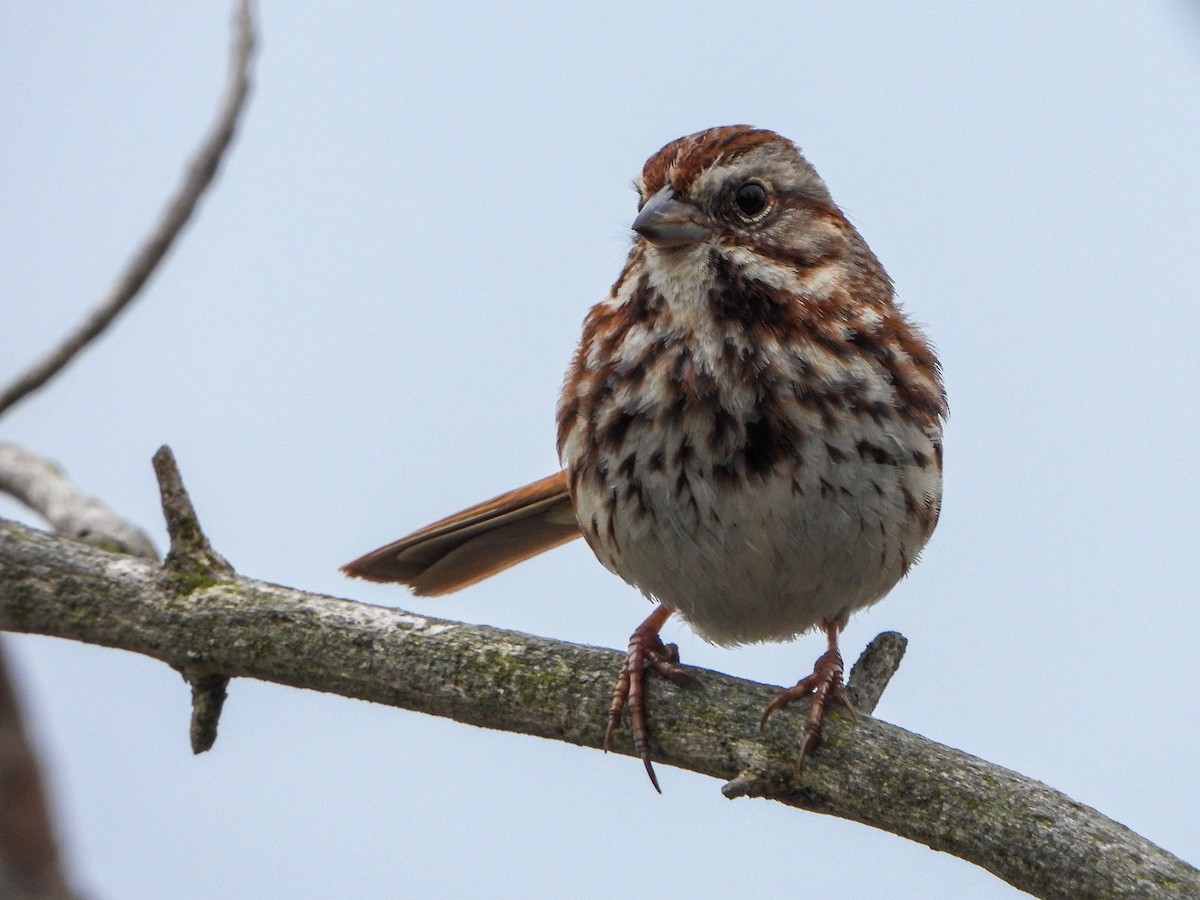 Song Sparrow - Samuel Burckhardt