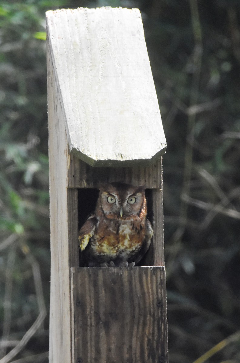 Eastern Screech-Owl - ML619061467