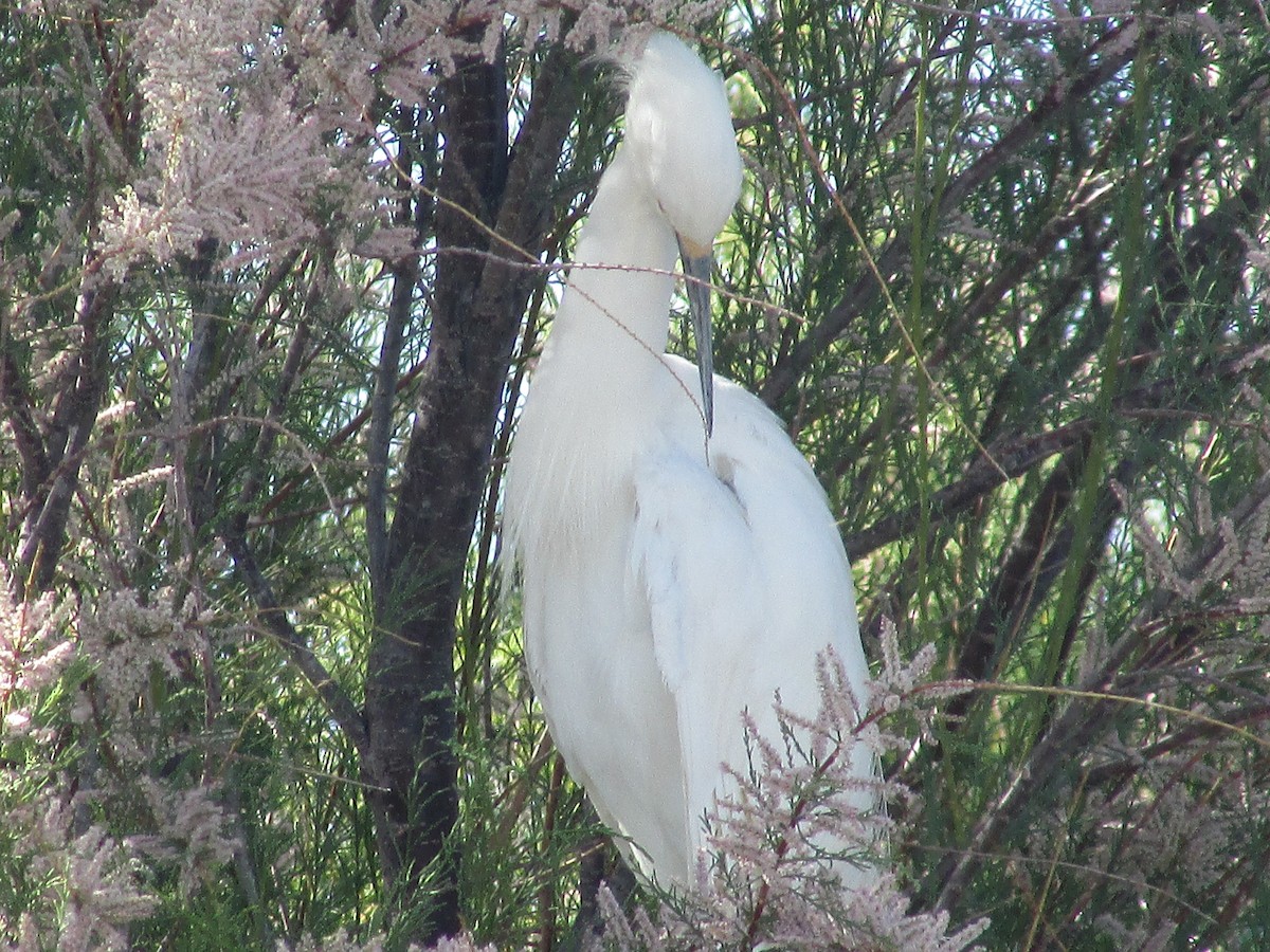 Snowy Egret - ML619061473