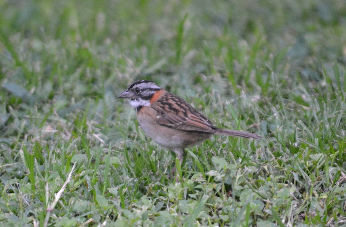 Rufous-collared Sparrow - Juliana Astudillo