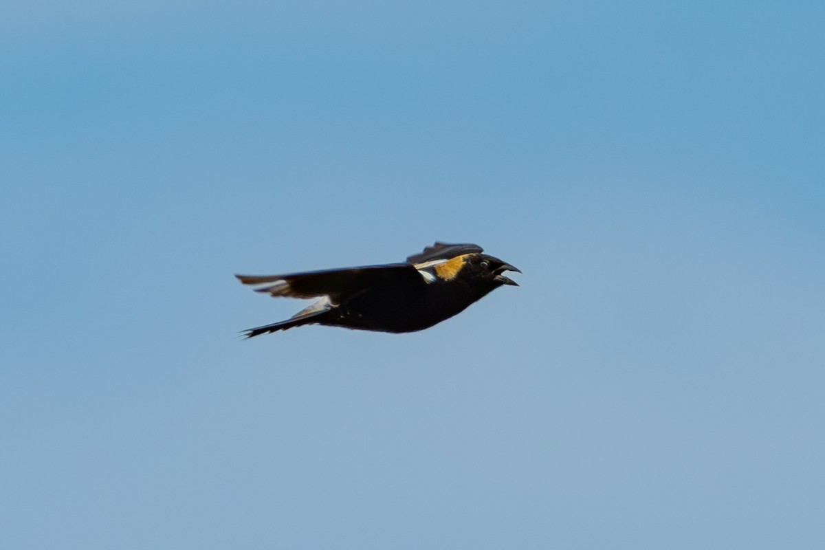 Bobolink - Linden Watters