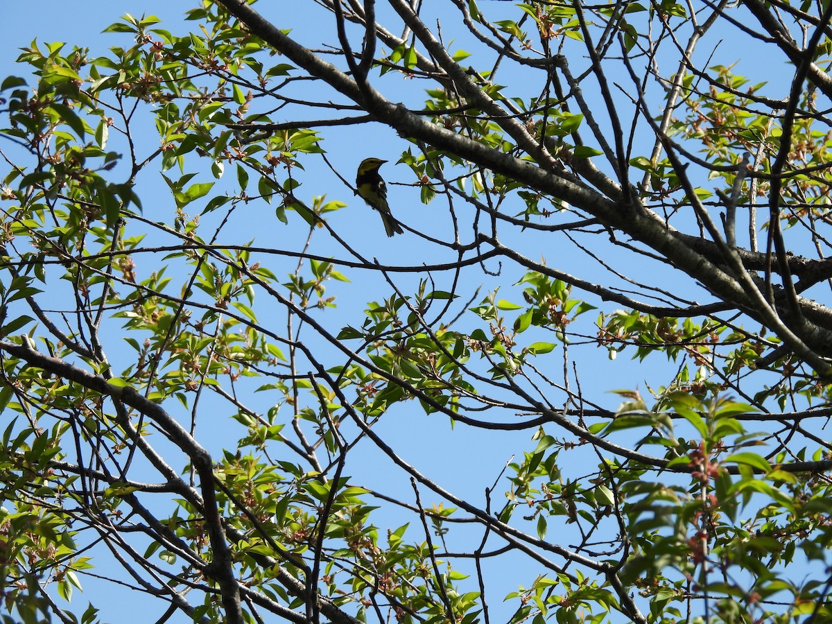 Black-throated Green Warbler - Emily Szczypek