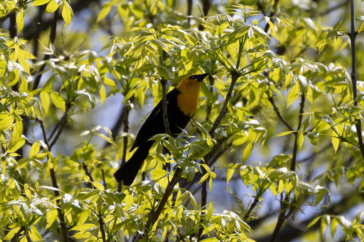 Yellow-headed Blackbird - Aaron Kuiper