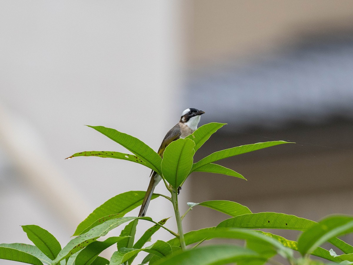 Light-vented Bulbul (formosae/orii) - ML619061495