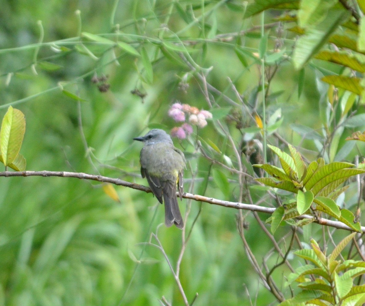 Tropical Kingbird - ML619061499