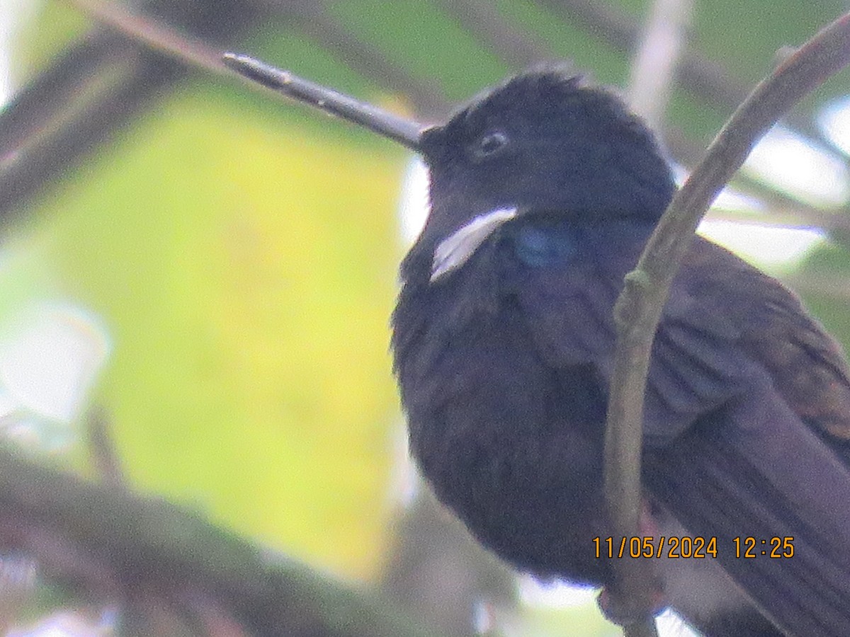 Blauschulterkolibri - ML619061501