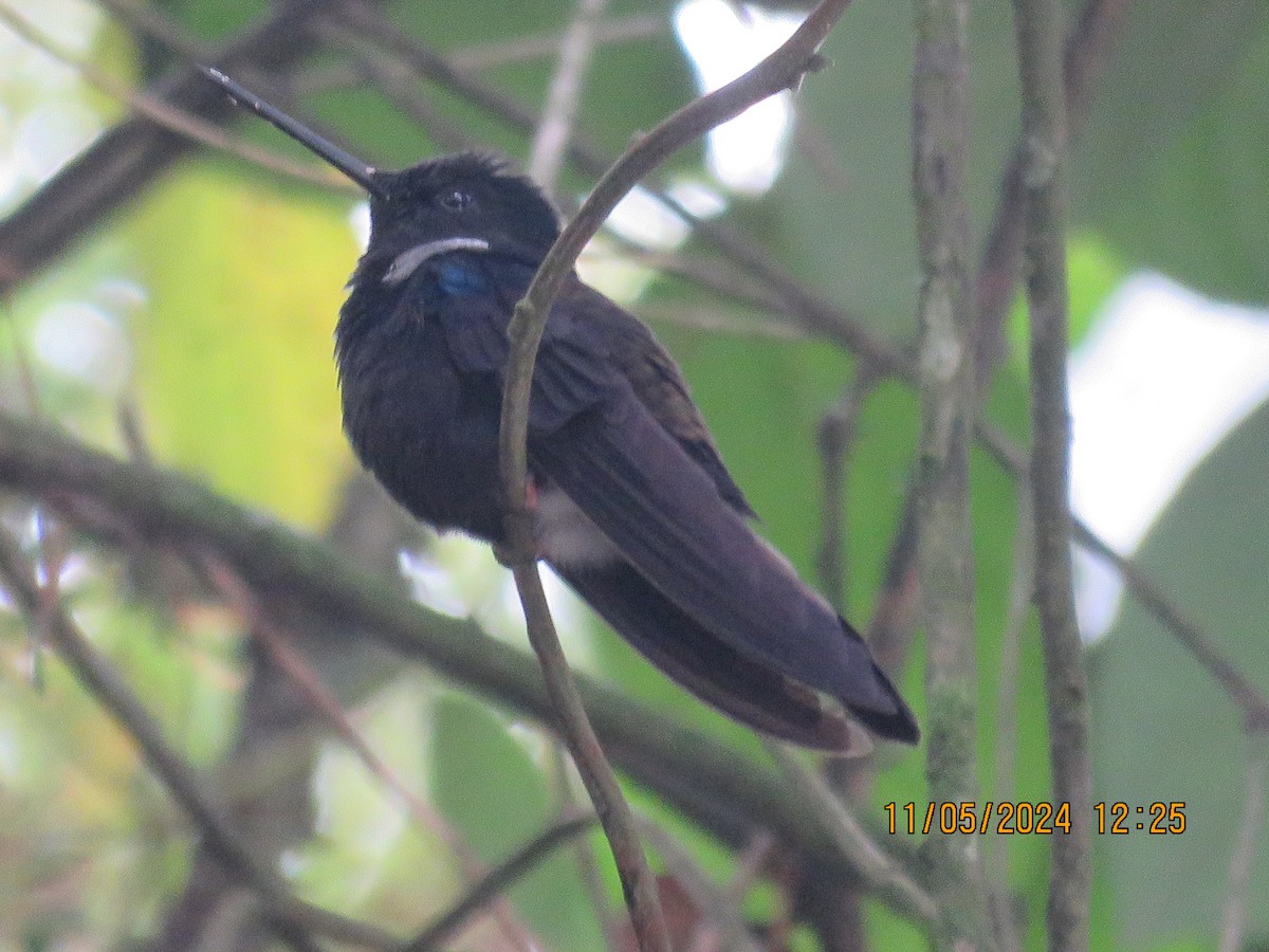 Blauschulterkolibri - ML619061502