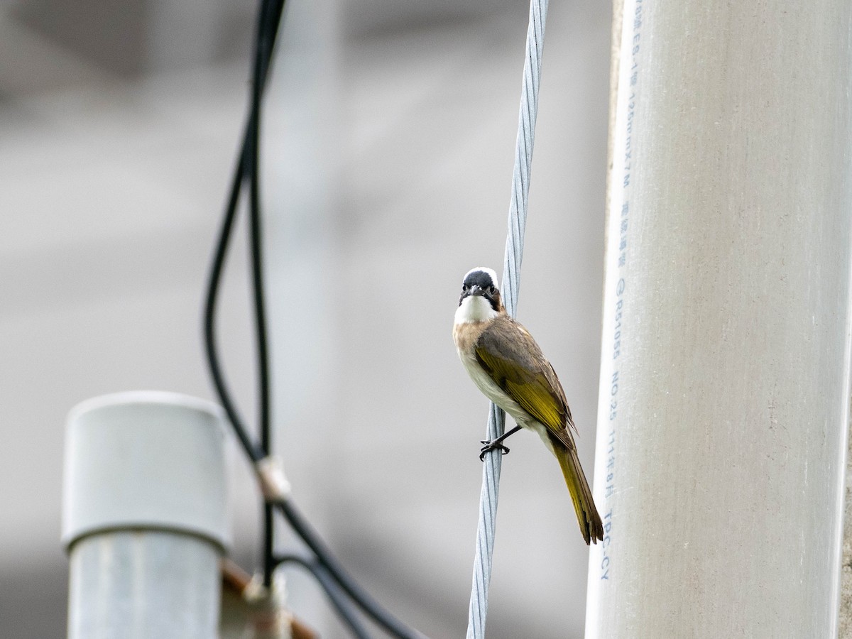 Light-vented Bulbul (formosae/orii) - ML619061504