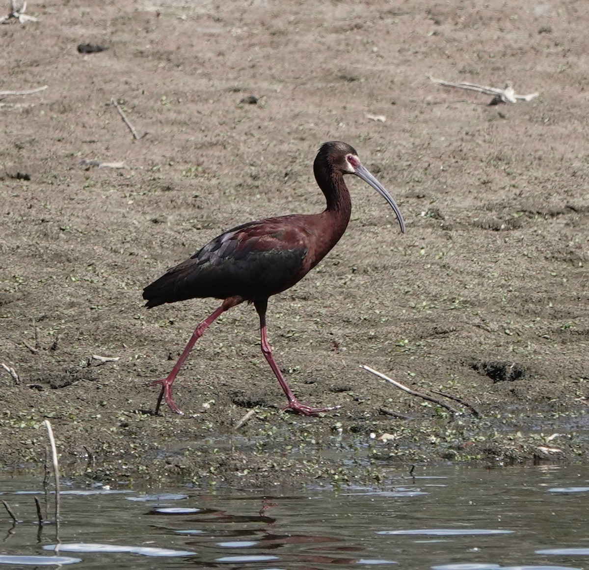 White-faced Ibis - ML619061509