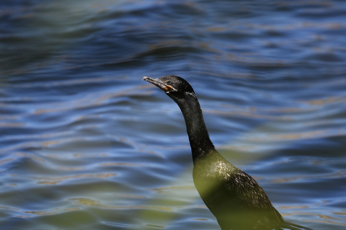 Neotropic Cormorant - Tim K