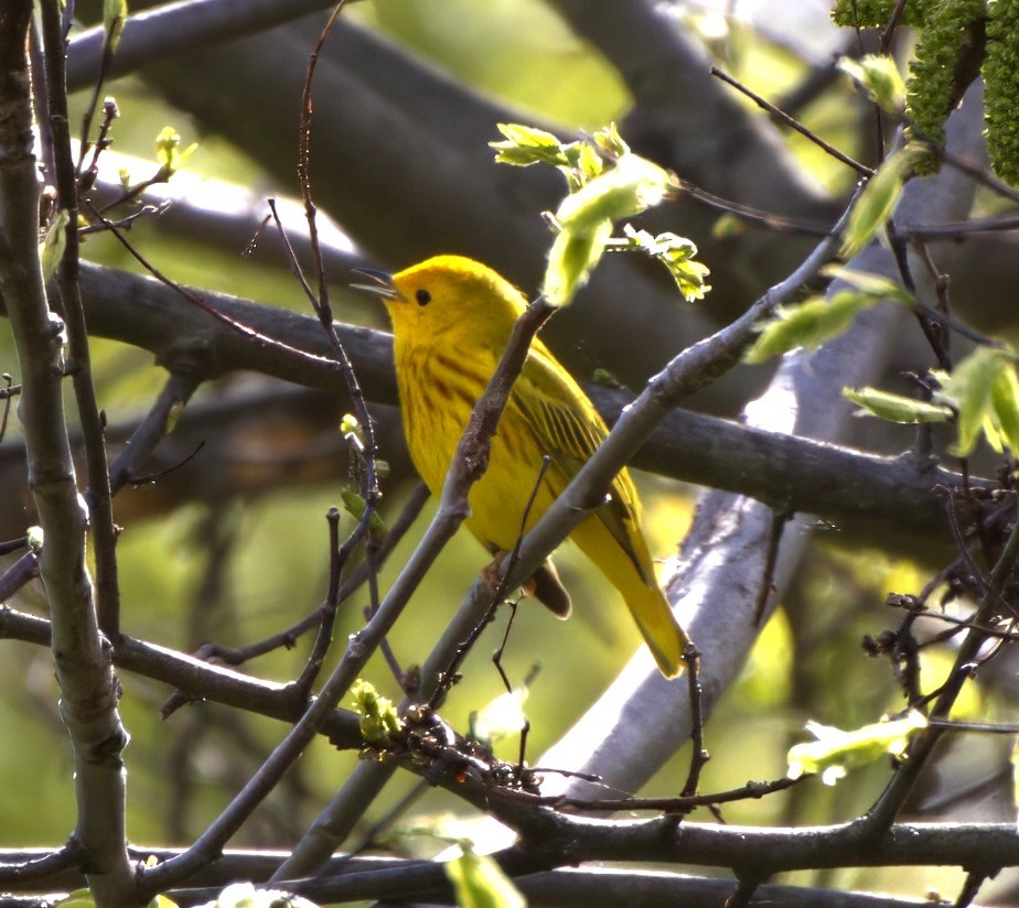 Paruline jaune - ML619061528