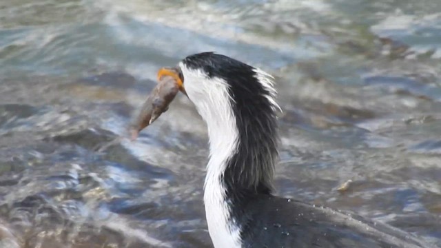 Little Pied Cormorant - ML619061546