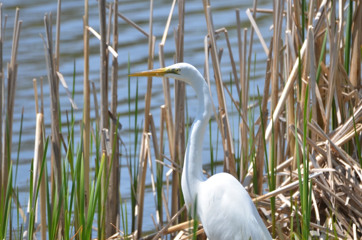 Great Egret - ML619061547