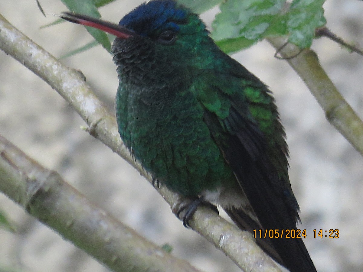 Indigo-capped Hummingbird - Juan Carlos Linero González