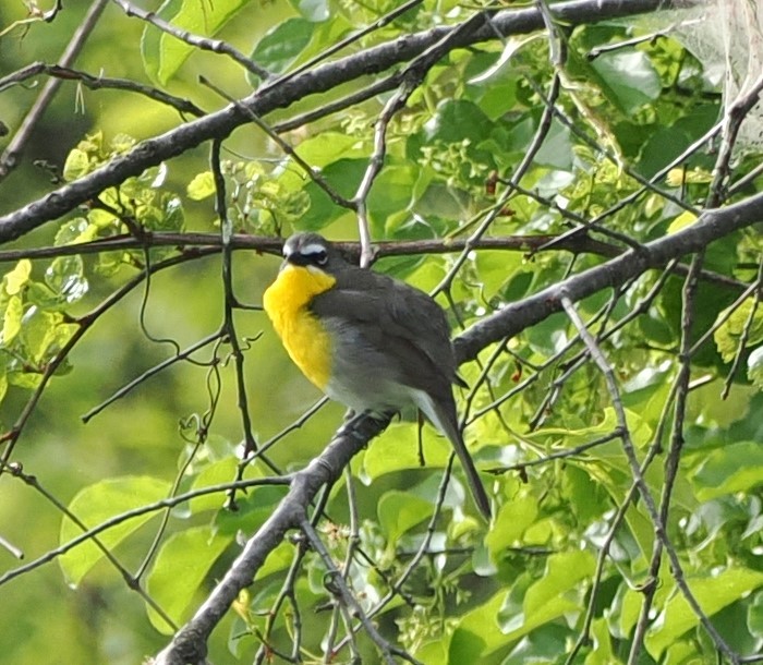 Yellow-breasted Chat - Russell Hoffman