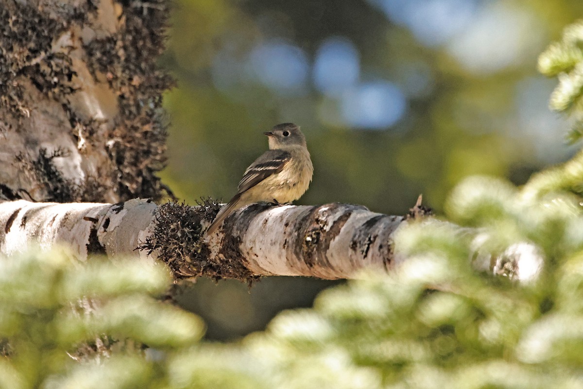 Hammond's Flycatcher - ML619061568