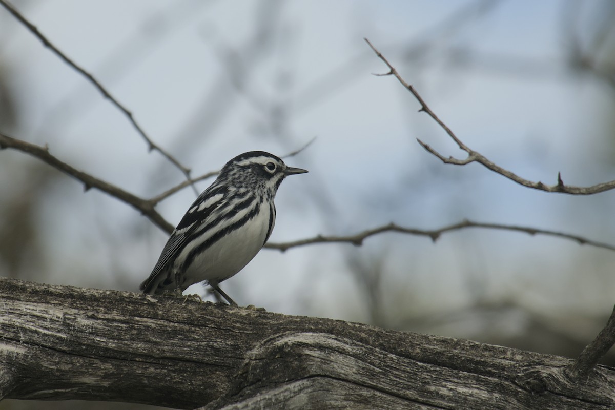 Black-and-white Warbler - Michael Drevininkas