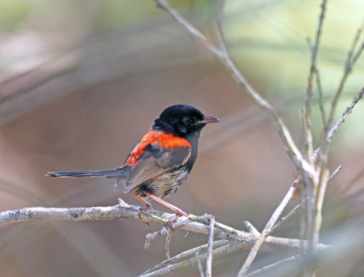 Red-backed Fairywren - Steve Law