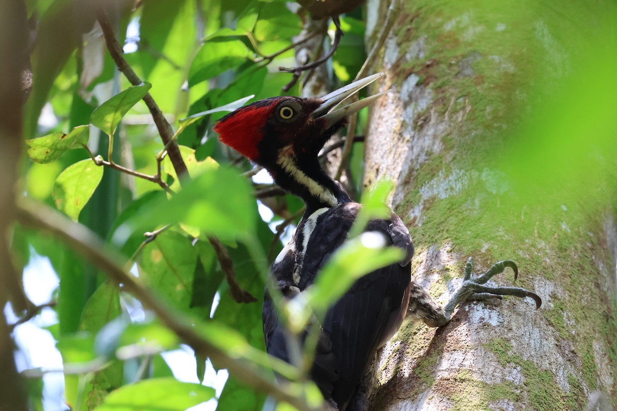Pale-billed Woodpecker - Andy Bridges