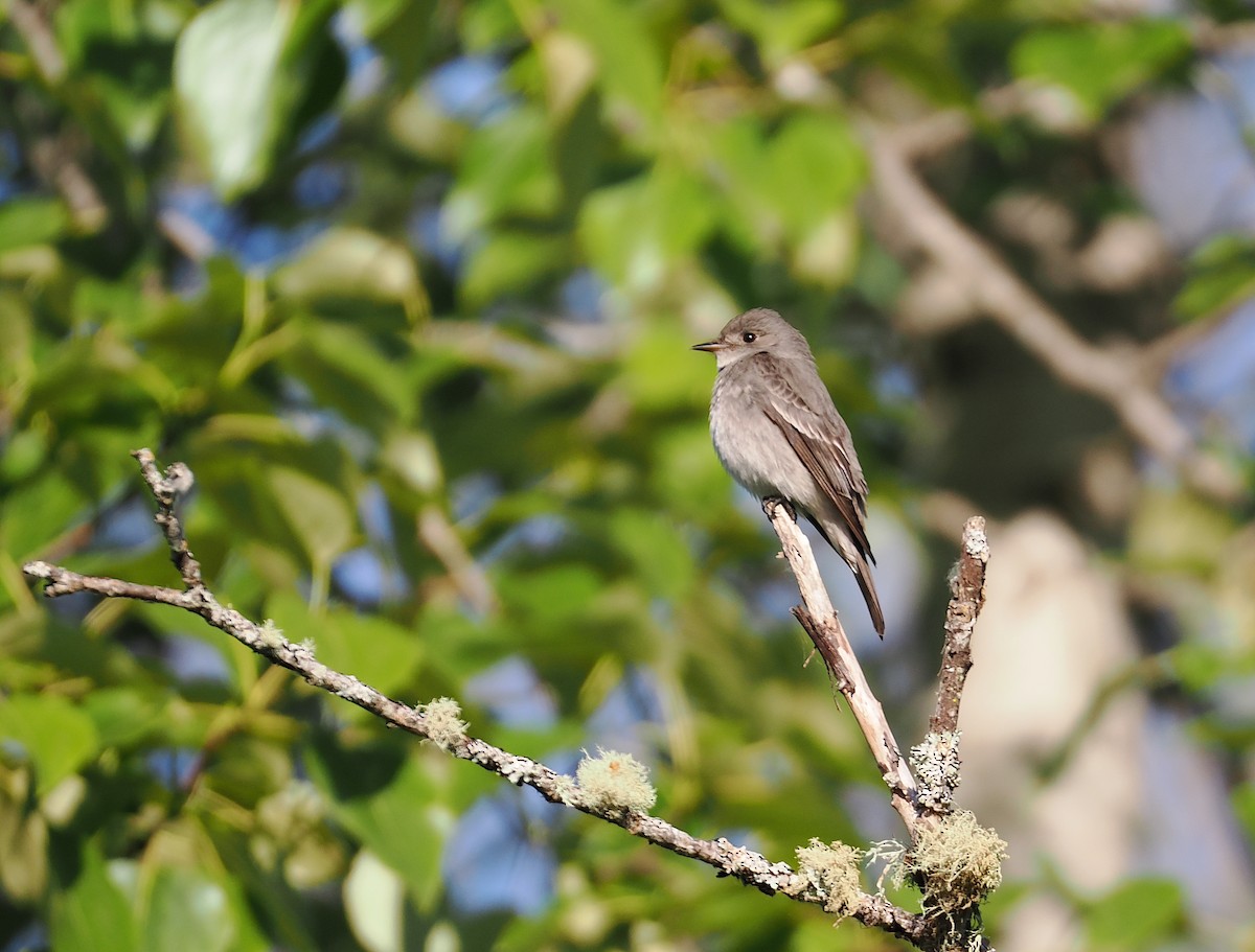 Western Wood-Pewee - Roger Hoffman