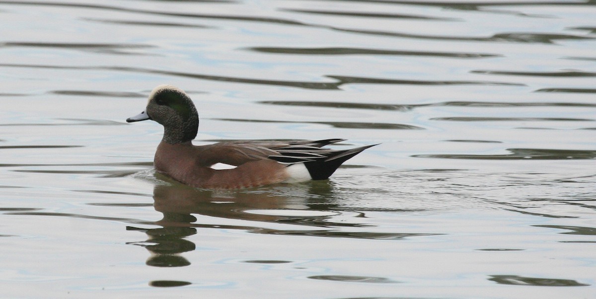 Canard d'Amérique - ML619061633