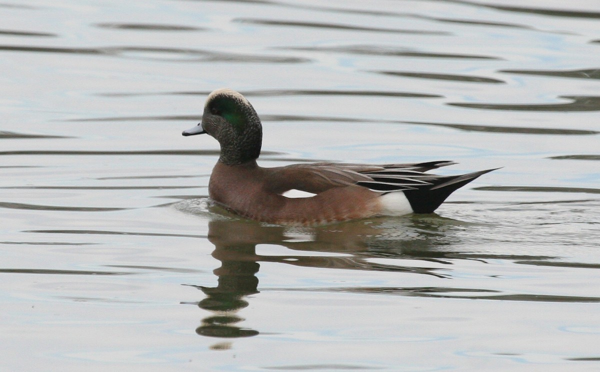 Canard d'Amérique - ML619061636