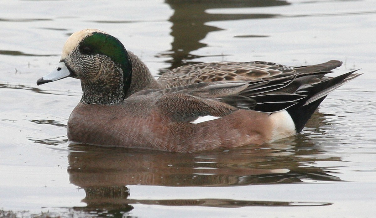 Canard d'Amérique - ML619061637