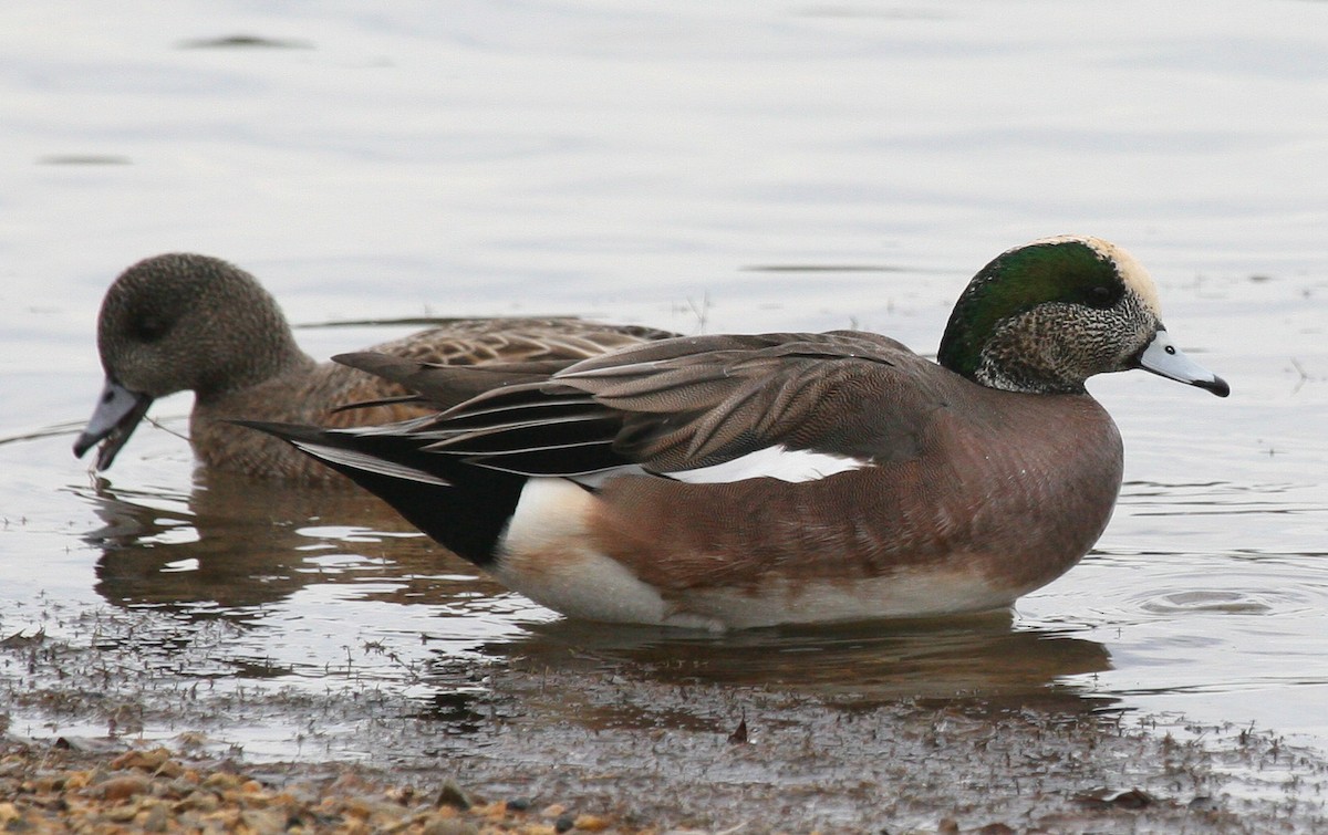 American Wigeon - ML619061638