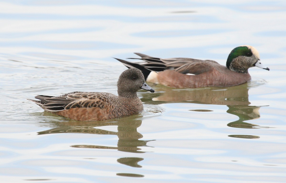 American Wigeon - ML619061639