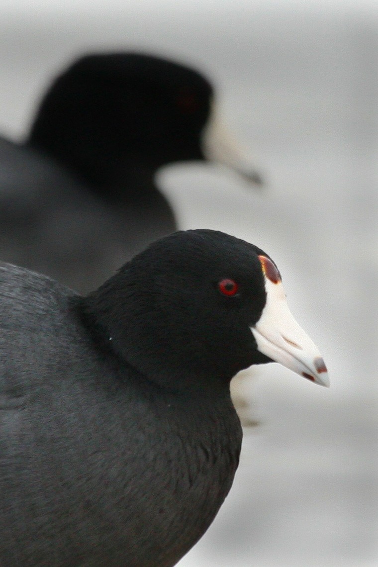 American Coot - ML619061650