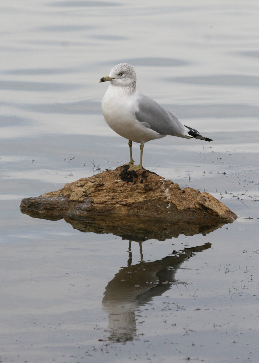 Ring-billed Gull - ML619061651