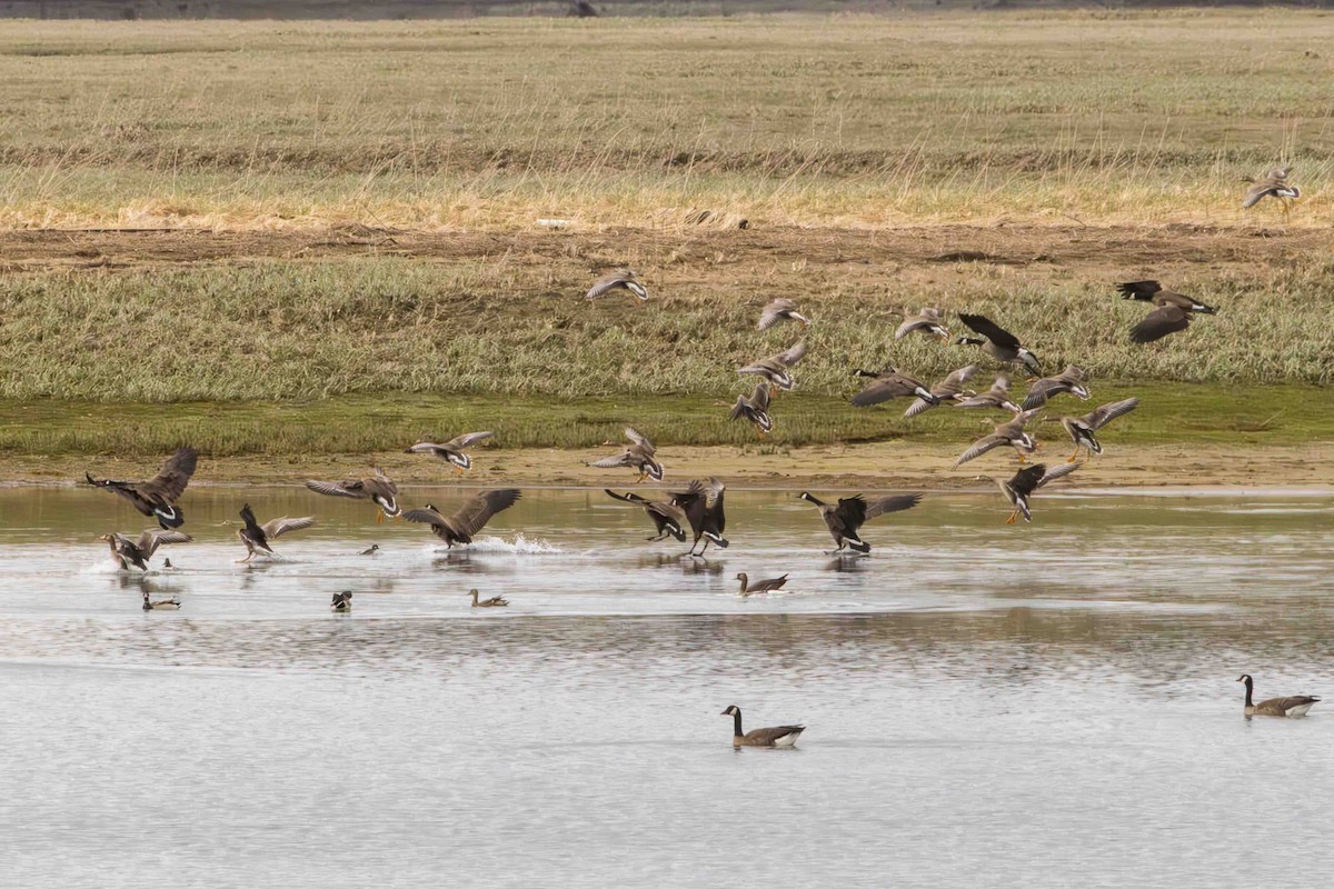 Greater White-fronted Goose - Scott Fischer