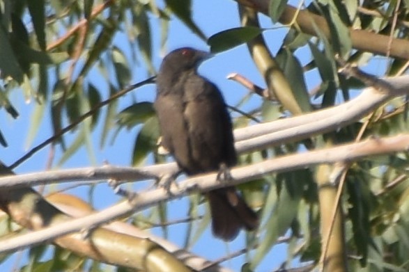 Bronzed Cowbird - kent johnson